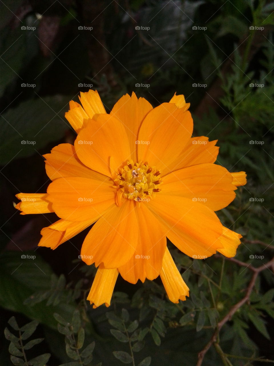 Orange color flower
a lovely flower