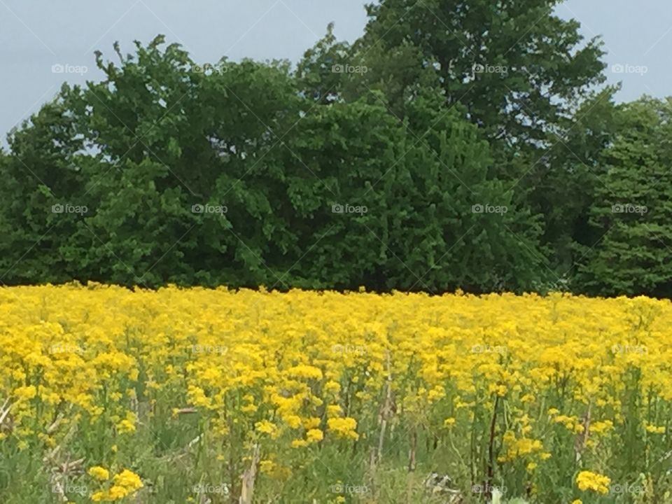 Yellow flowering fields