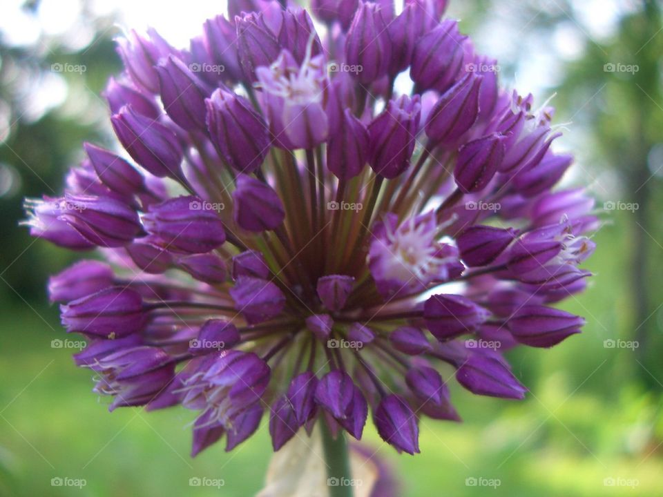 Onion flower 
