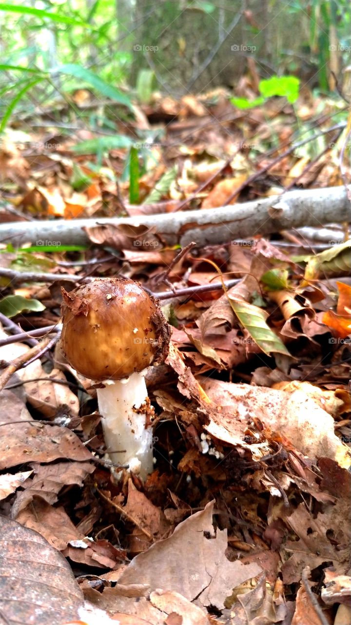 Brown mushroom in a forest