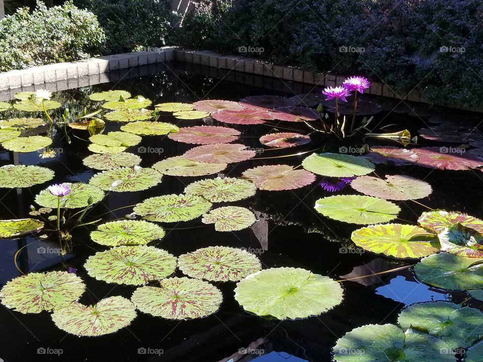 Lily pads