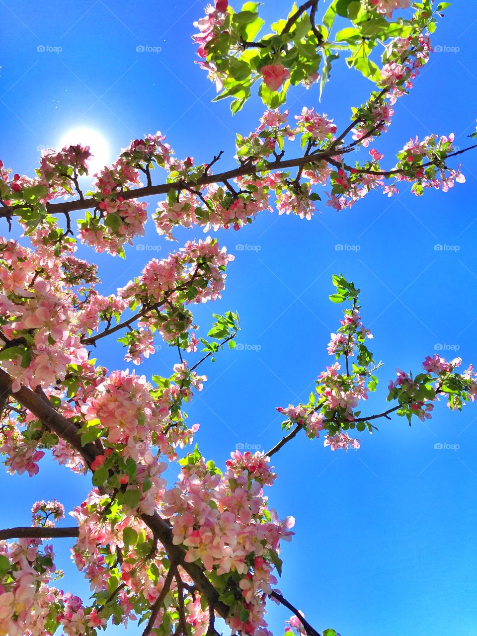 Cherry blossoms . Out exploring the cherry blossoms in door county 
