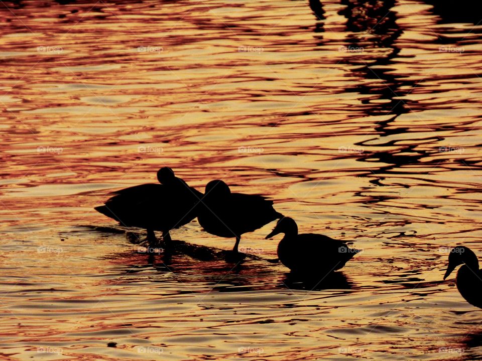 Sunset and ducks on the lake 