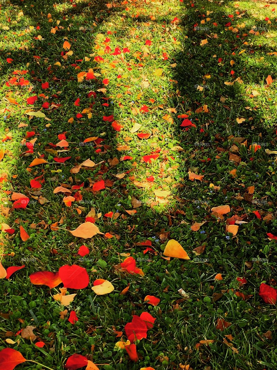 Autumn leafs on green grass