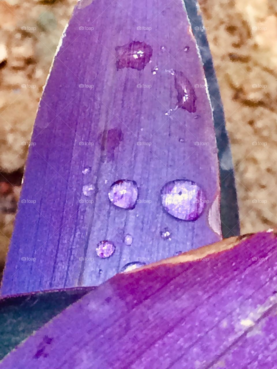 Winter drops on leafs