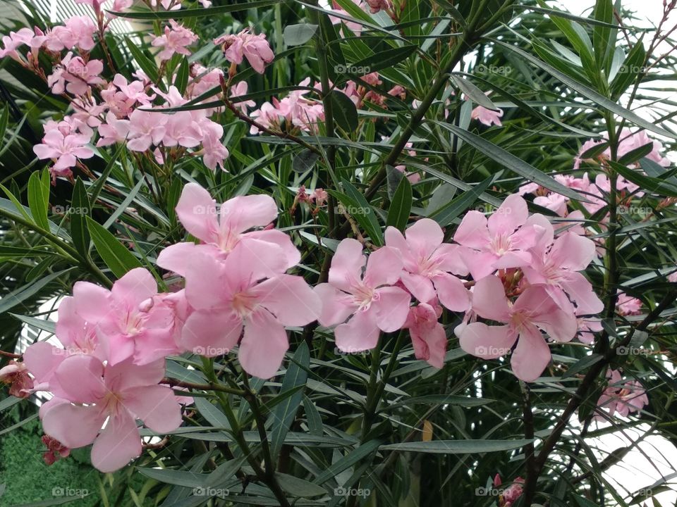 Beauty Of Pink Flowers