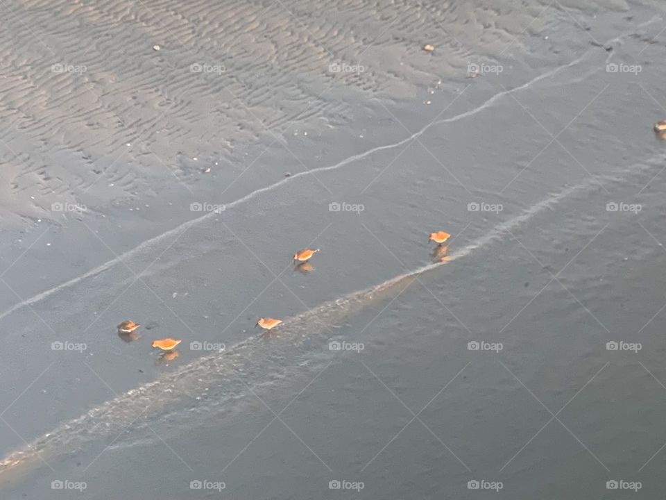 Sandpipers enjoying the waves along the beach along the Pacific Ocean along White Rock, British Columbia, Canada 