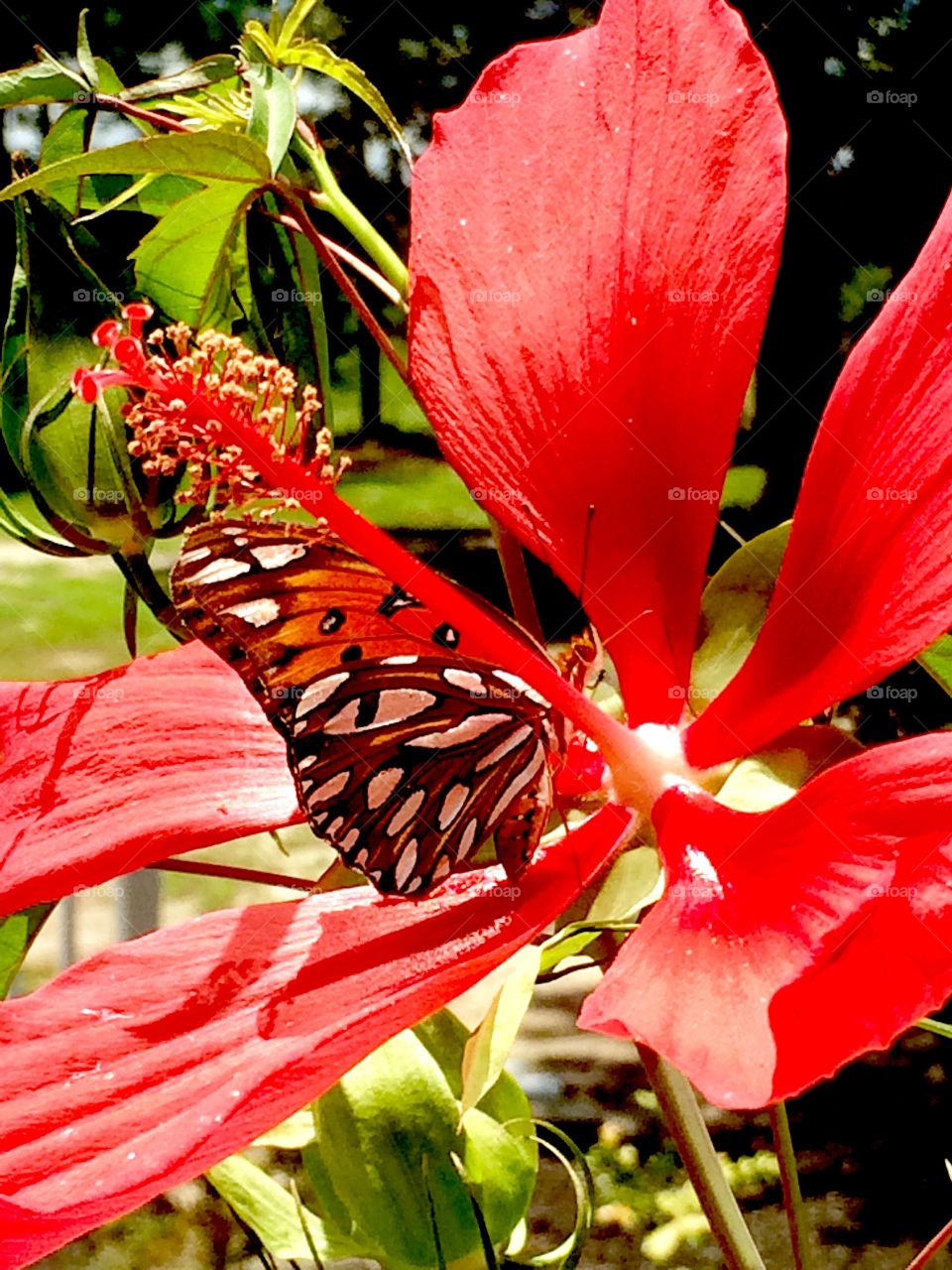 Butterfly / Hibiscus 