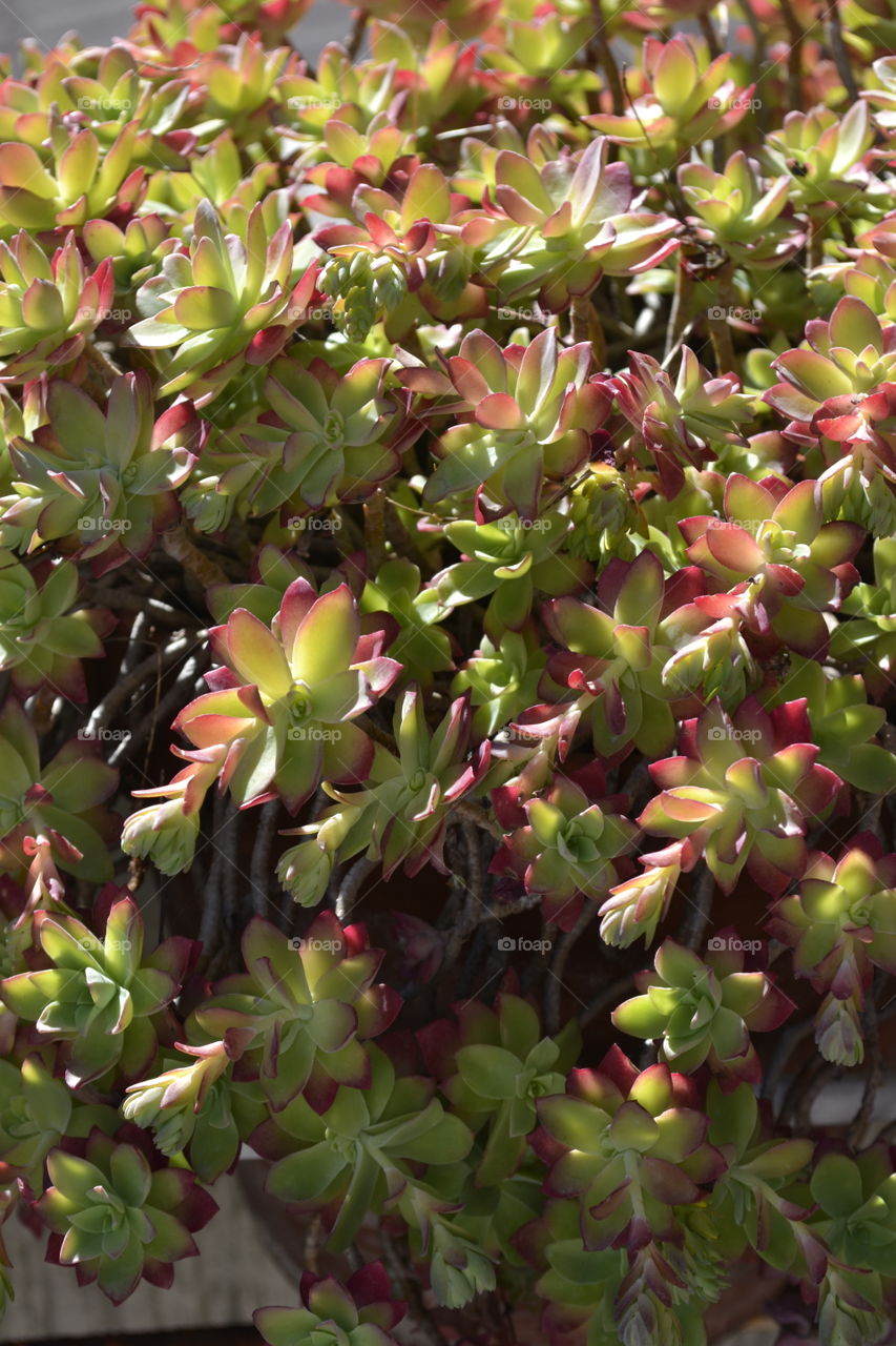 Succulent plant on my balcony.