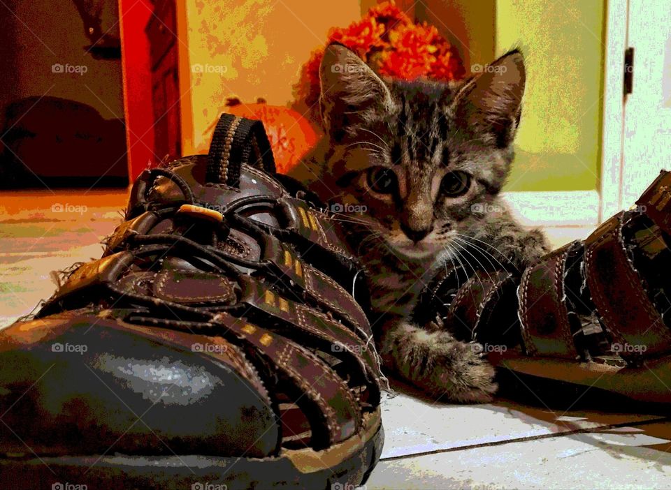 Kitten and shoes