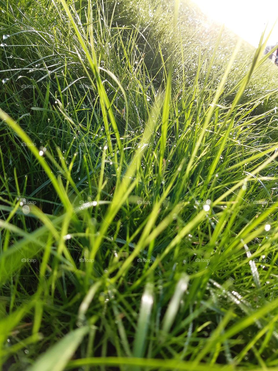 drops of crystal water on fresh green grass, natural sun after the rain