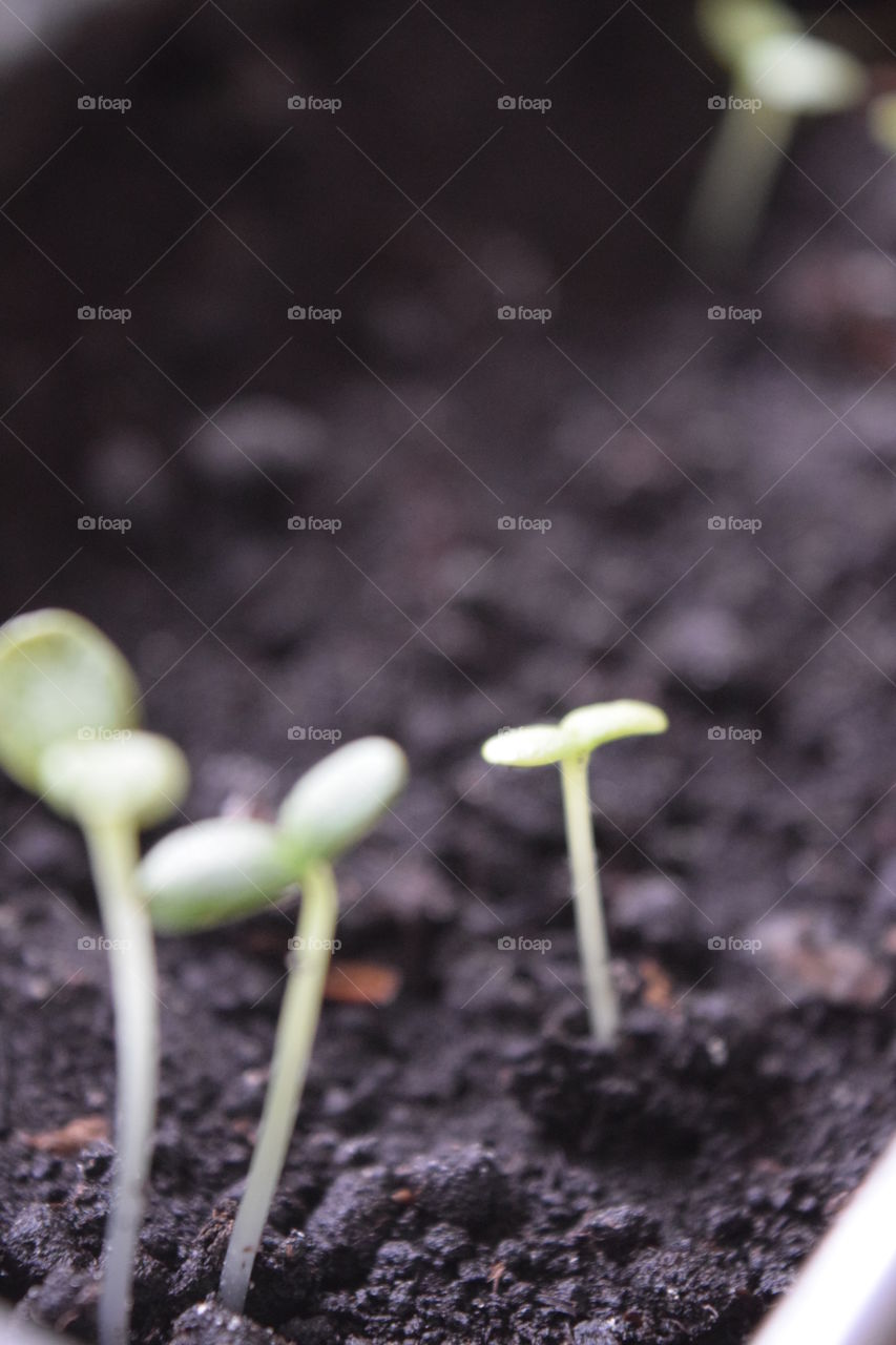Seedlings