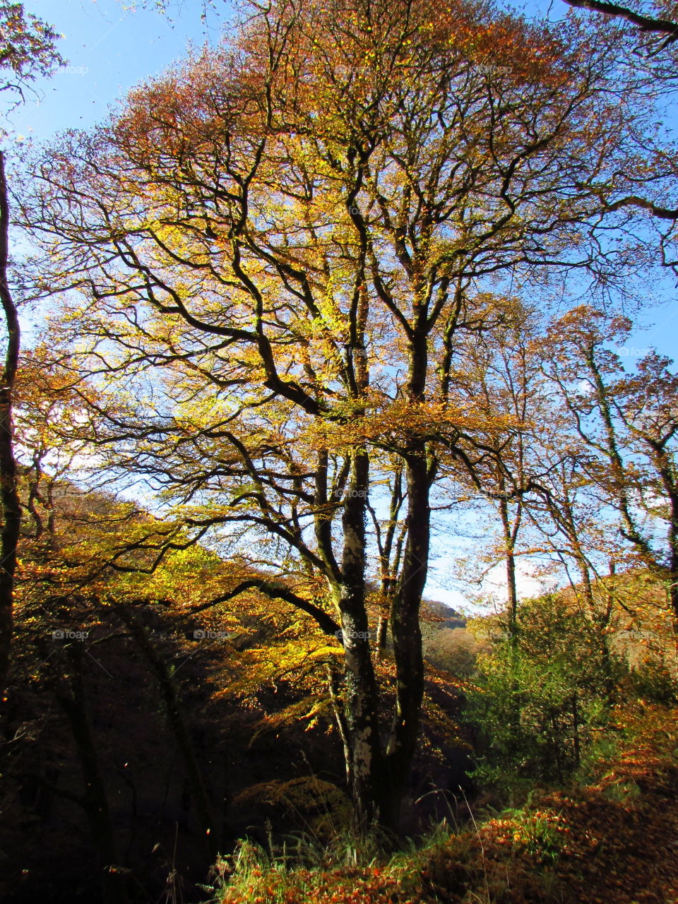 The sunlight catches the autumn foliage perfectly