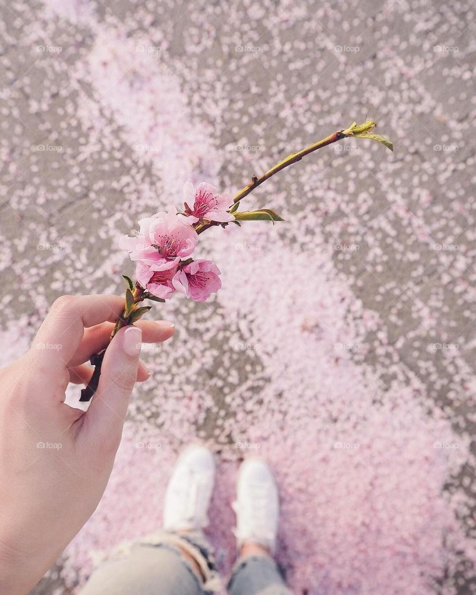 pink flowers, pink carpet, nice color, pastel color, baby pink