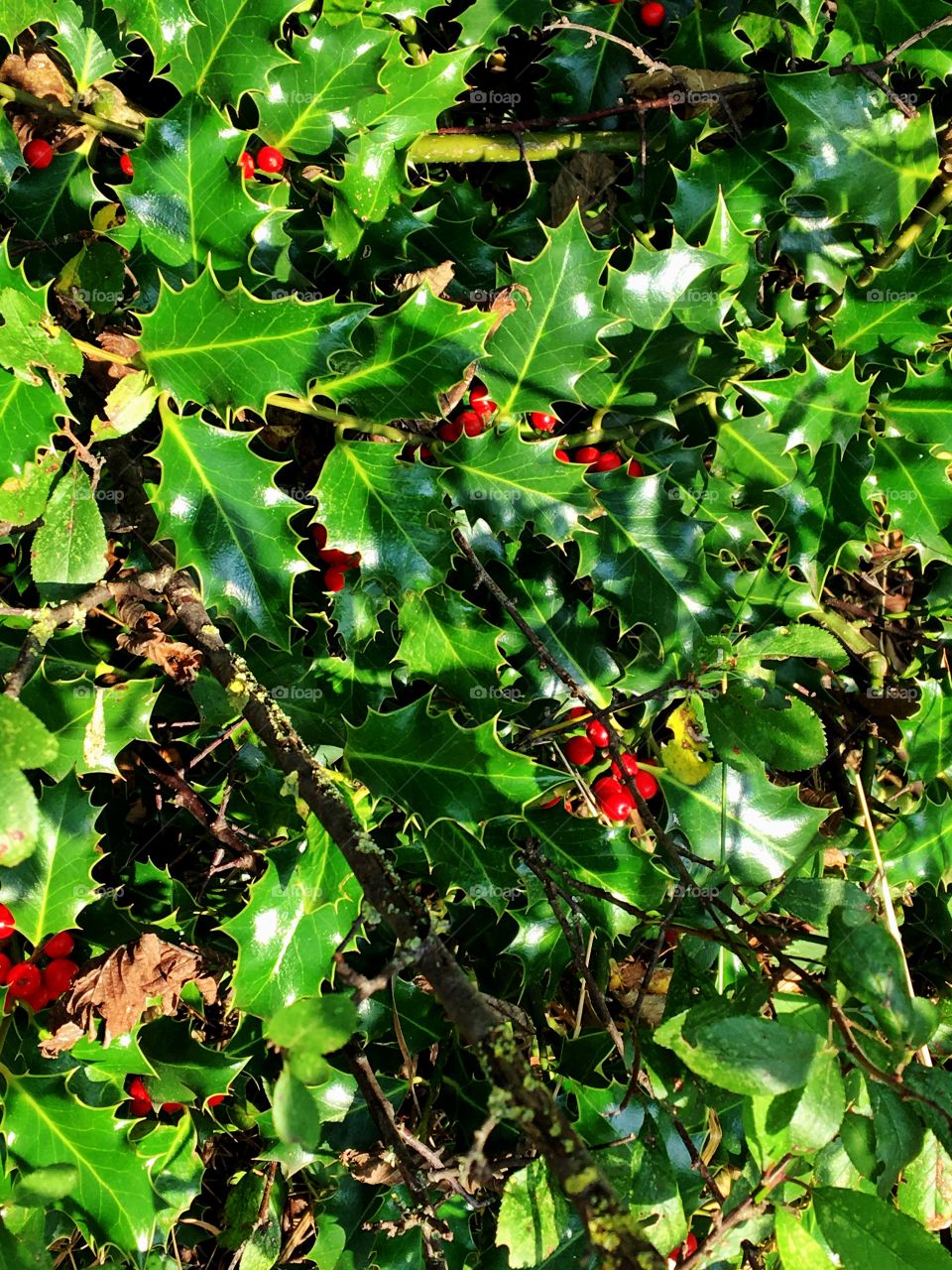 Holly bush