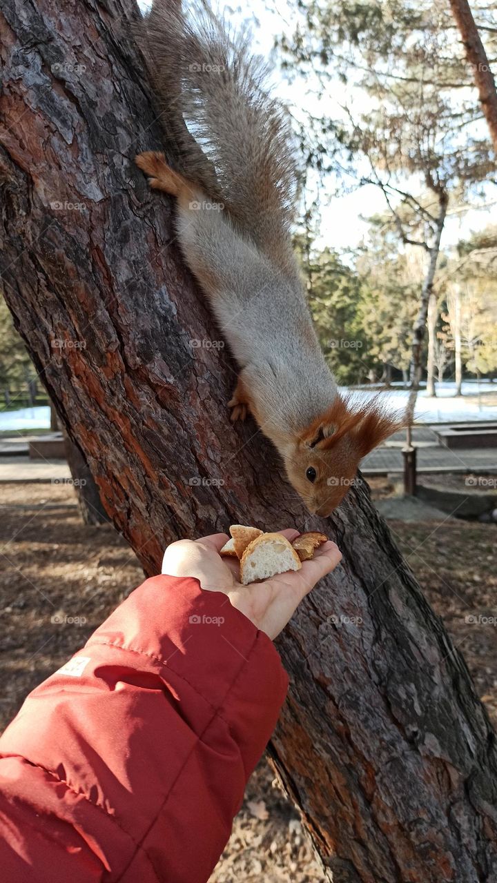 feeding a squirrel