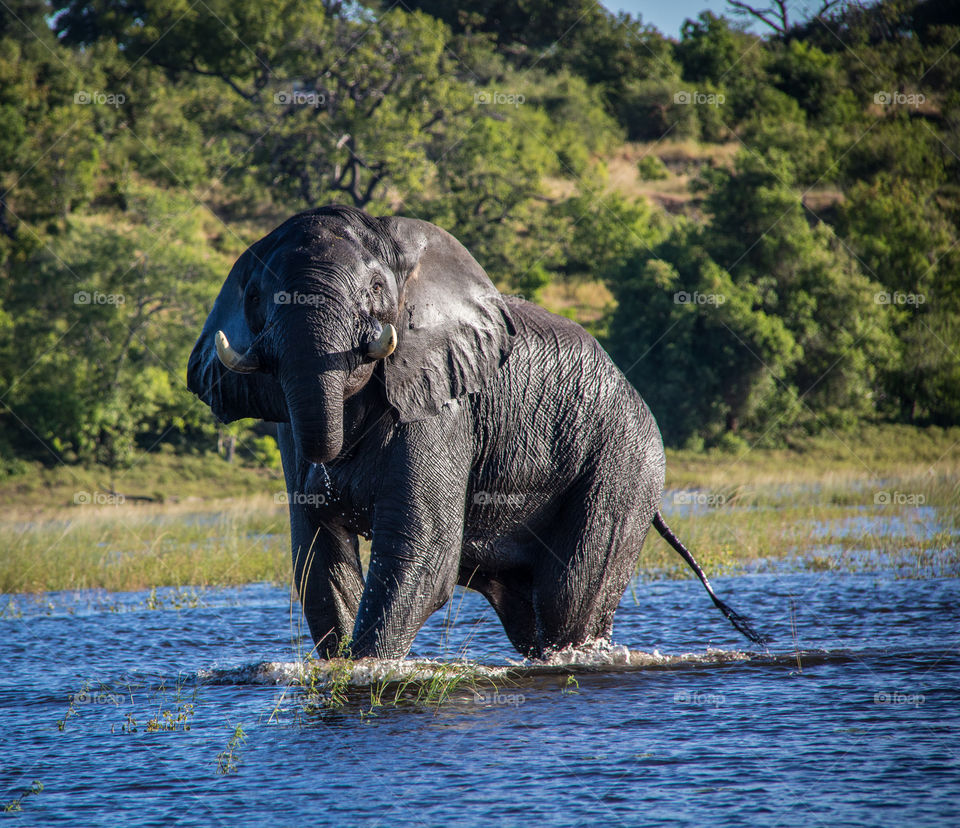 Elephants 