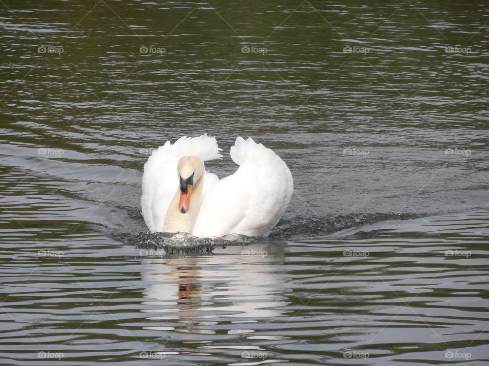 Swan Swimming Fast