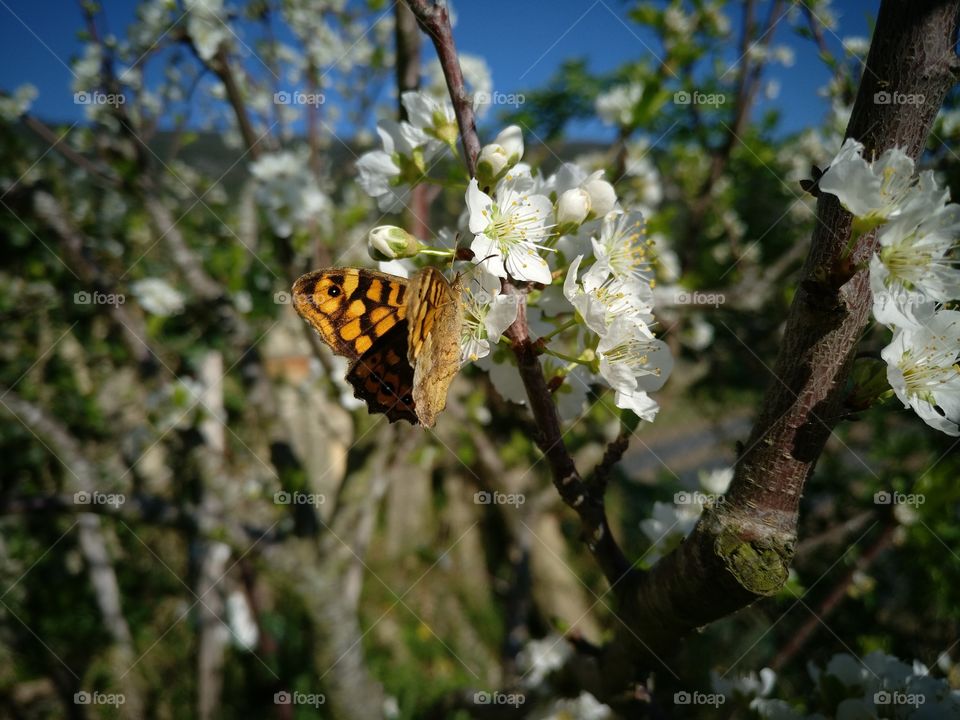 Butterfly and plum blossom
