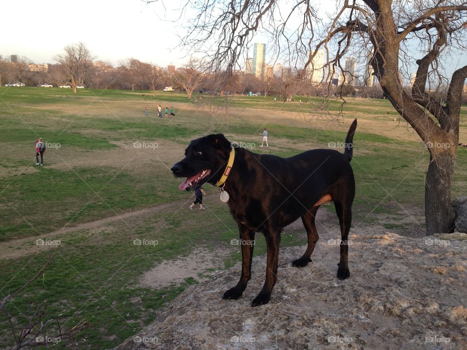 Molly at Zilker. My dog Molly at Zilker Park in Austin