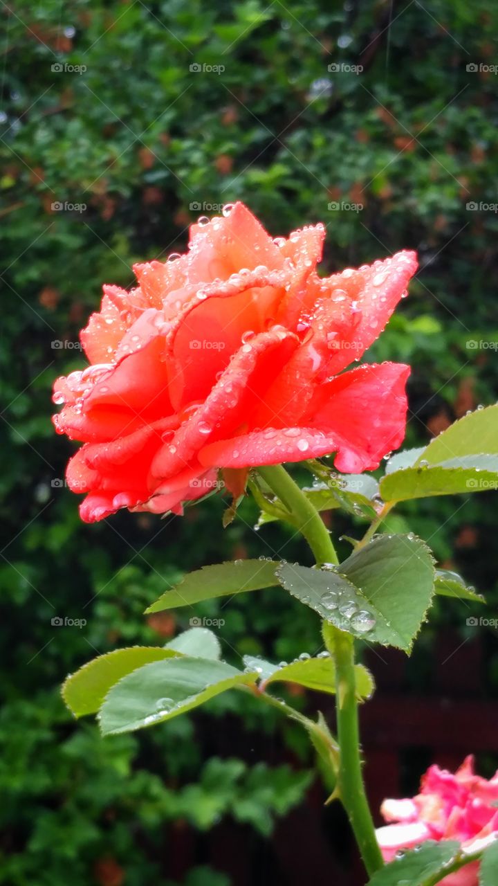 Refreshing light rain enhances the vivid colors of a rose.