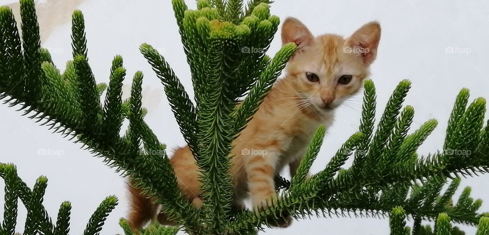 The kitten is running fast to climbing on the top of the tree but she felt hard to going down. She is a cute kitten.