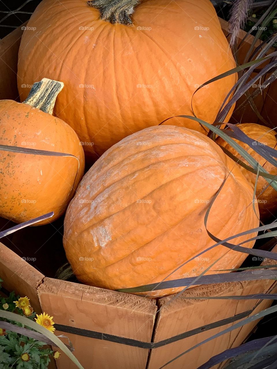 Pumpkins , Pumpkins and More Pumpkins 