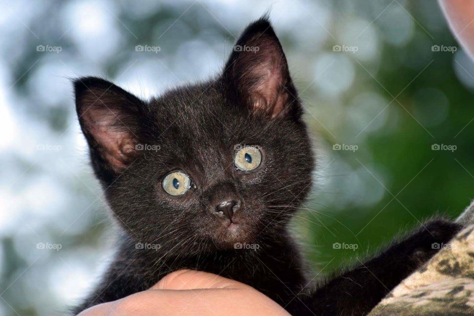 Black Kitten
