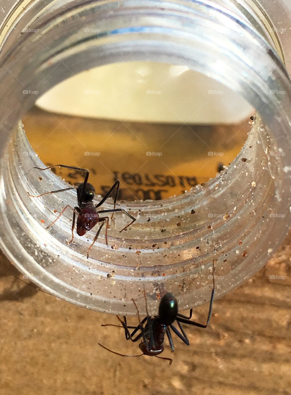 Two worker ants on rim
Of glass jar inside blurred