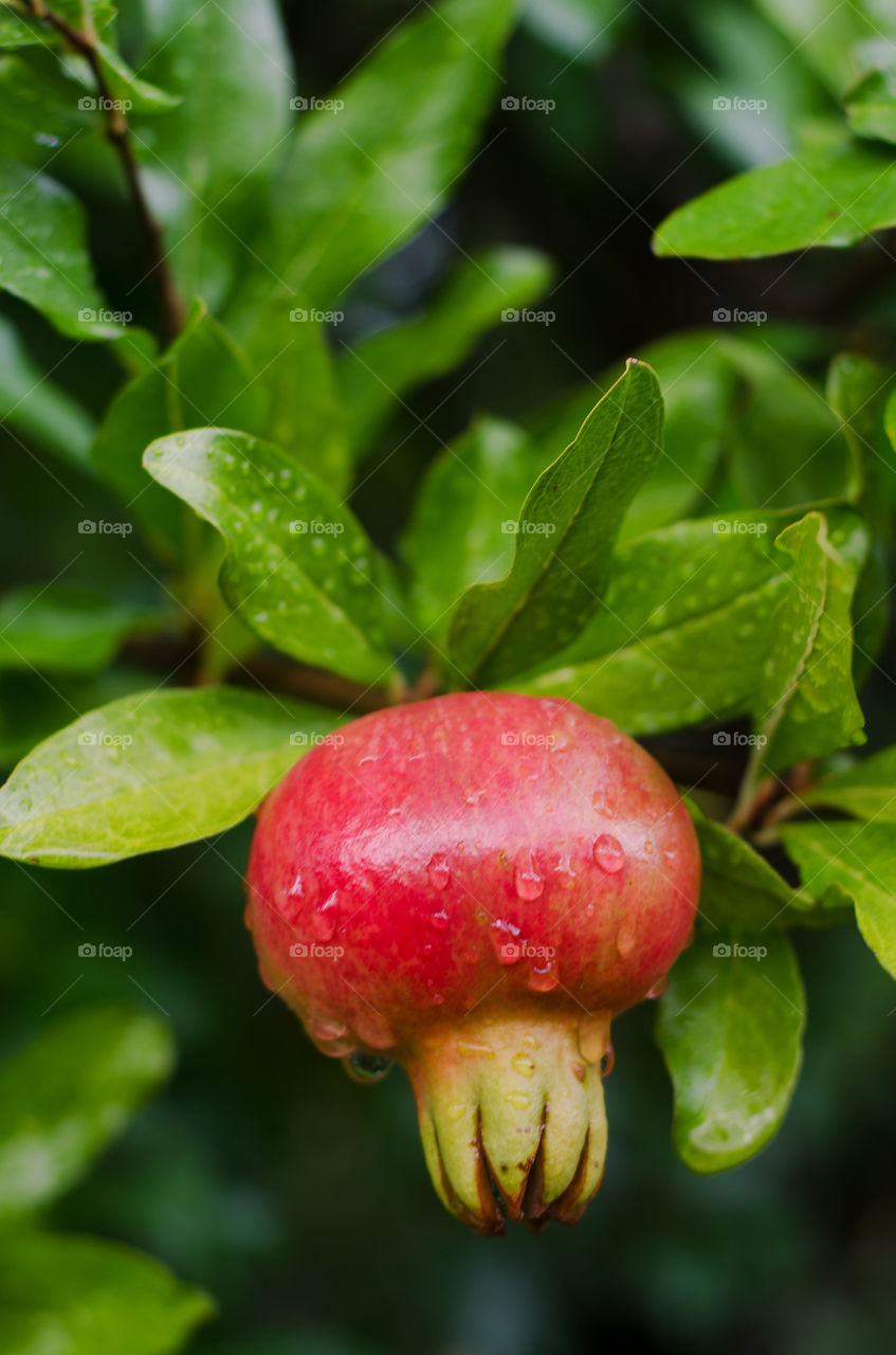 Pomegranate tree with red fruit close up.