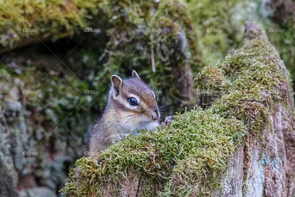 Little chipmunk coming out in the forest