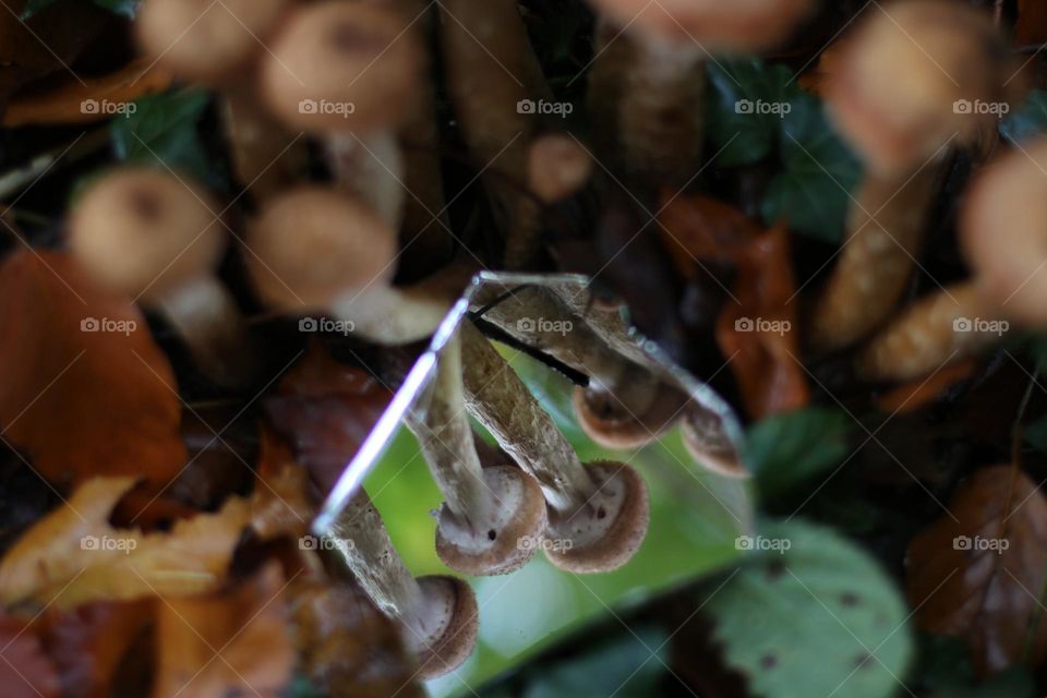 A group of small brown mushrooms is reflected in a broken mirror in the forest