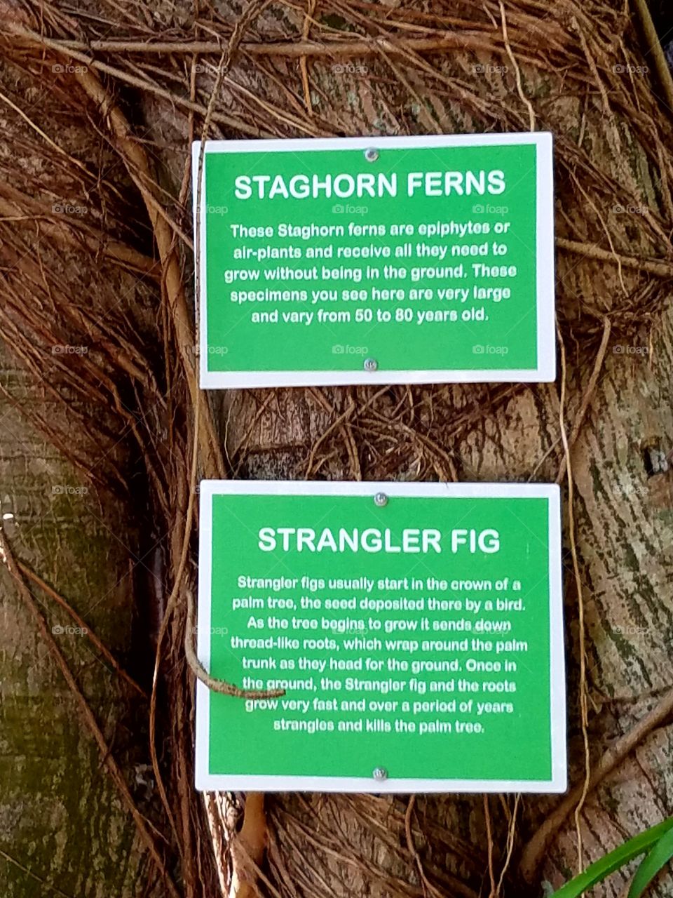 Staghorn Ferns and Strangler Figs Information Sign