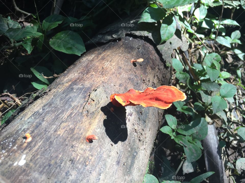 Fungi in orange