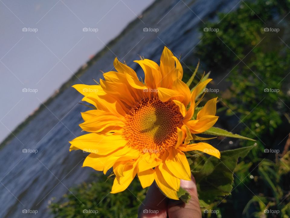 A battered sunflower which survived the heavy winds