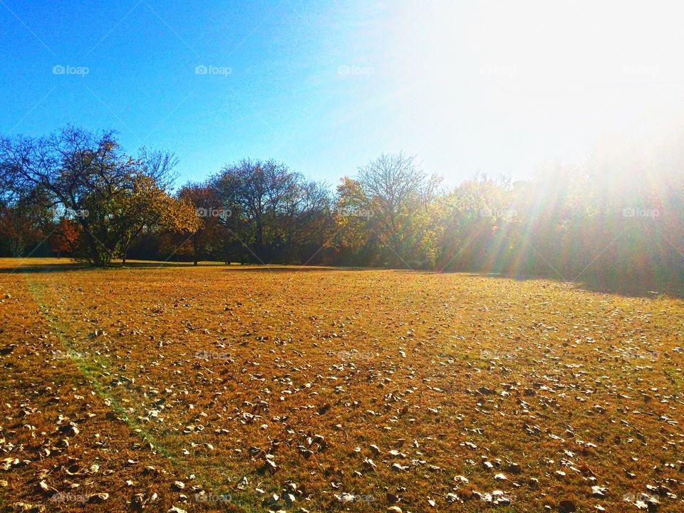 The autumn sun shines down from blue skies onto a clearing full of leaves.