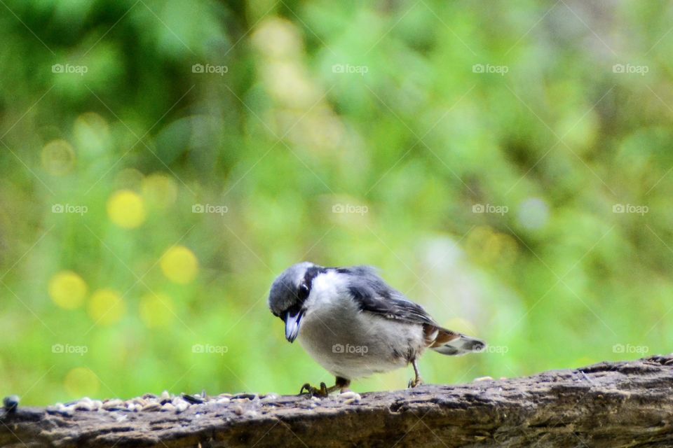 Nuthatch