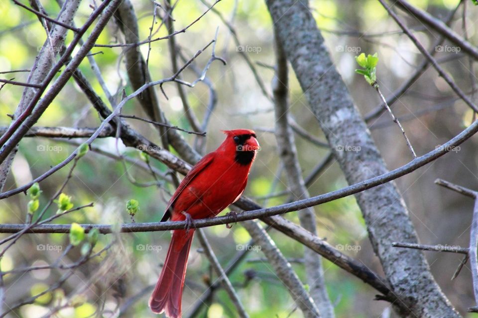Mr Cardinal