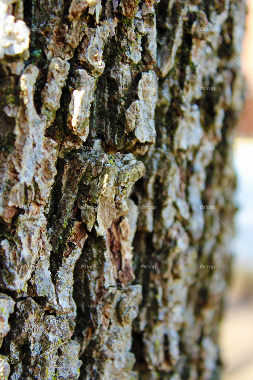 Tree Bark 