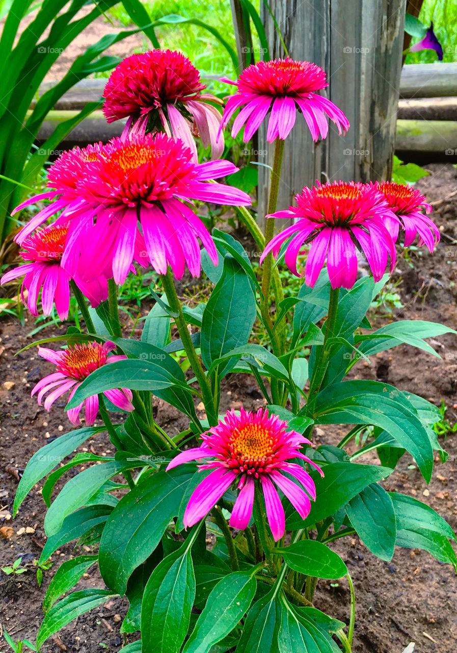 Pink cone flowers in garden