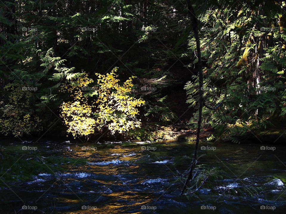 A beautiful deciduous tree on the banks of the McKenzie River in Western Oregon illuminated by sun breaking through the forests on a pretty fall day. 