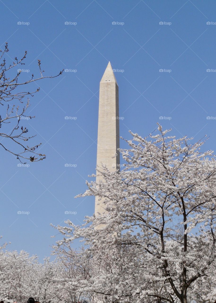 Washington Monument in Spring 