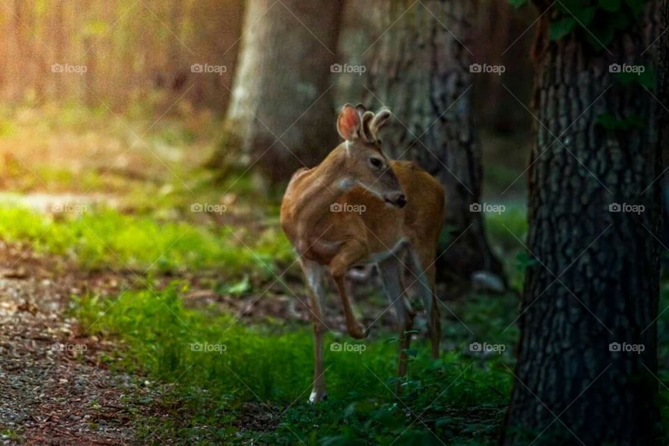 Young buck at sunset