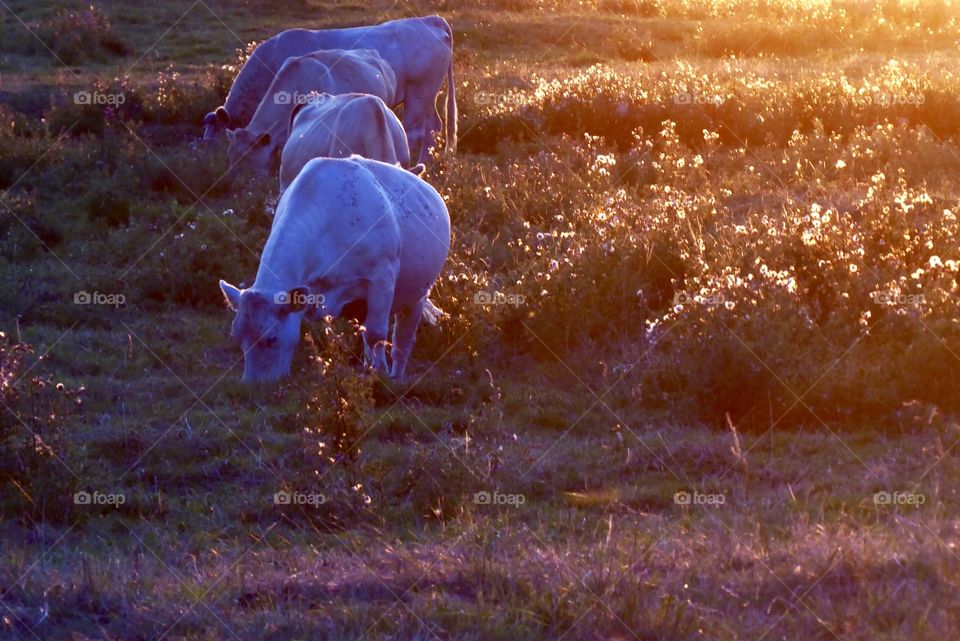 Cows evening walk 