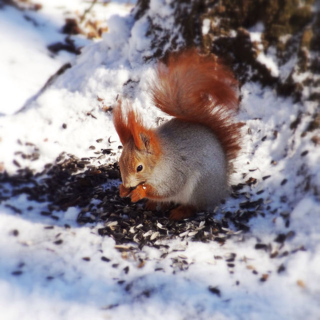 Ice age squirrel