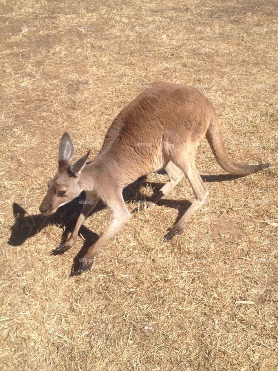 Kangaroo