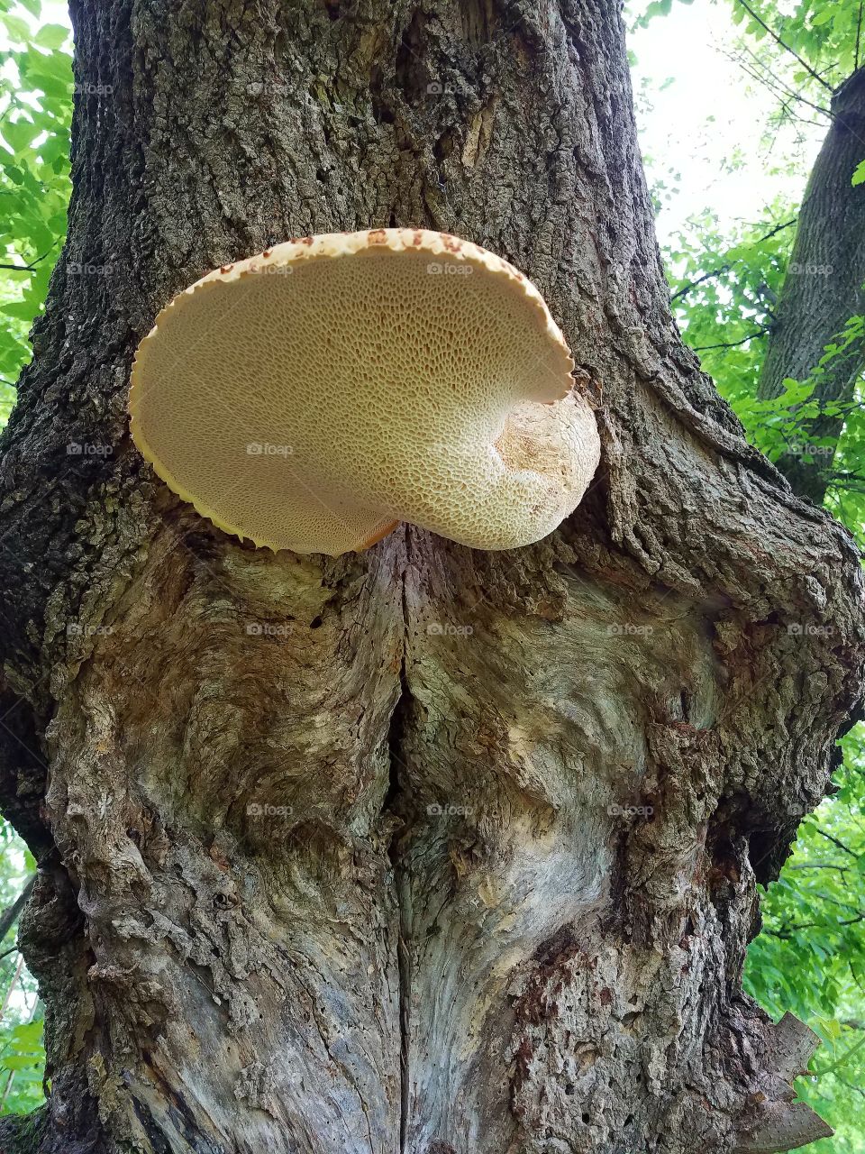 Taking a walk in the woods