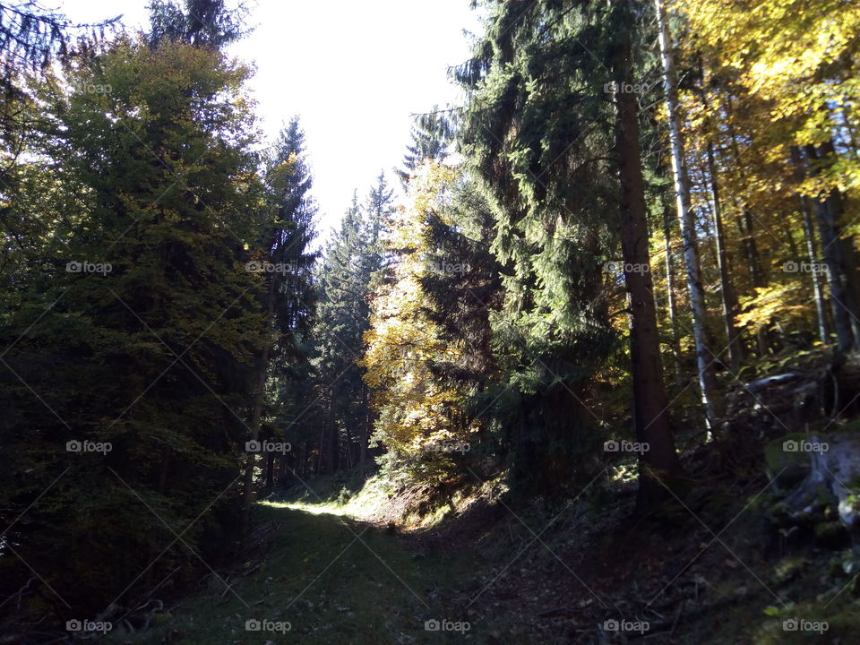 Autumn in the Black Forest