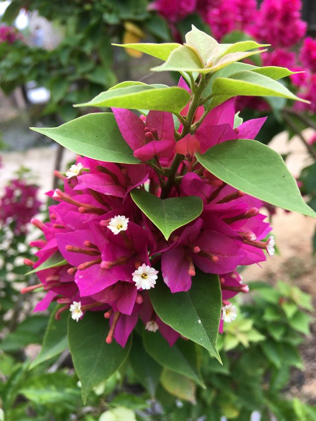 purple and green