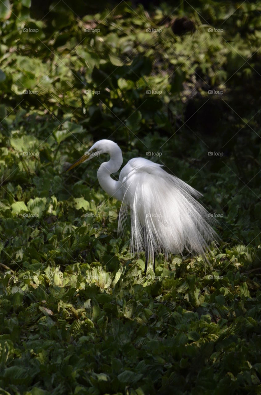Snowy Egret